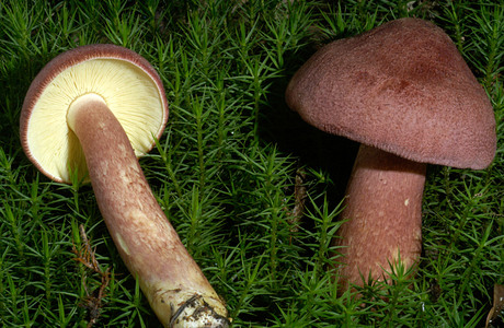 Purpurfilziger Holzritterling (Tricholomopsis rutilans) - © Heinz Prelicz